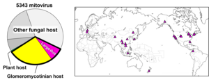 Proportions and locations of large duamitoviruses