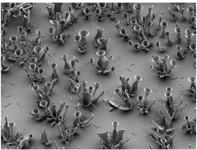 Micro Waveguides Image