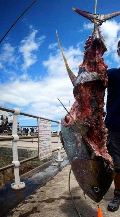 Tuna bitten by sharks before being landed by fishers