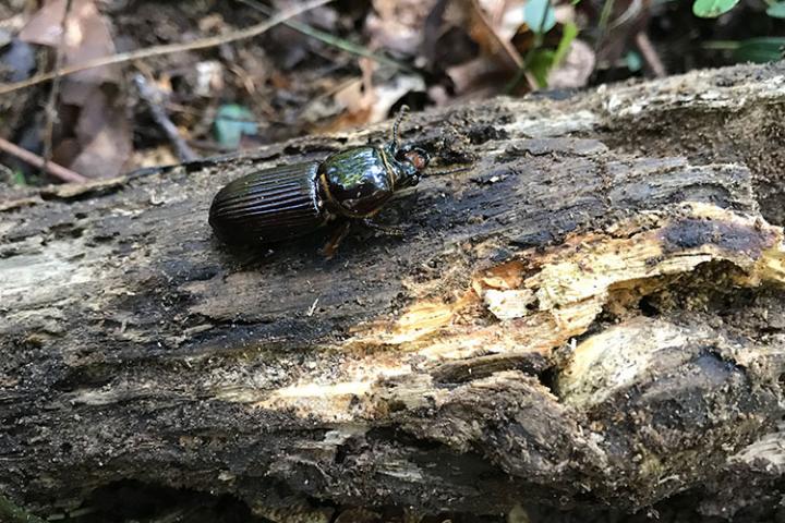 Bessbug beetle