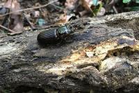 Bessbug beetle
