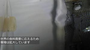 Light and flow-guided aquaculture systems enable automated transfer of aquatic organisms - Japanese titles