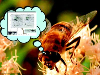 Bees