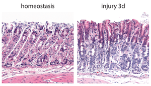 NT vs injury H&E