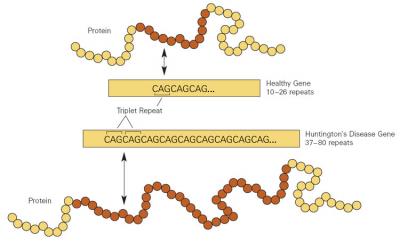 Cytosine-adenine-guanine Nucleotide Sequence