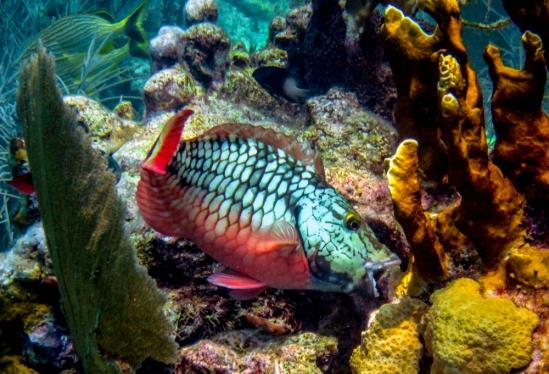 Parrotfish Predation