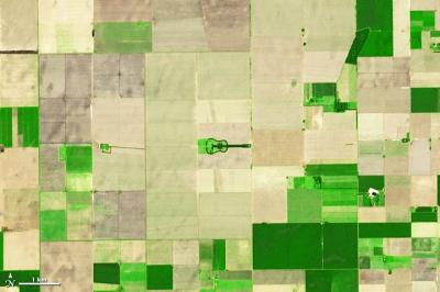 Seeing the 'Guitar Forest' from Space