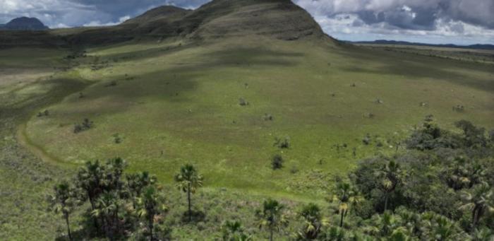 Research shows that wetlands in the Brazilian savanna store more carbon than Amazonian forests