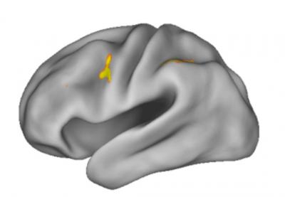 Working Memory at Work