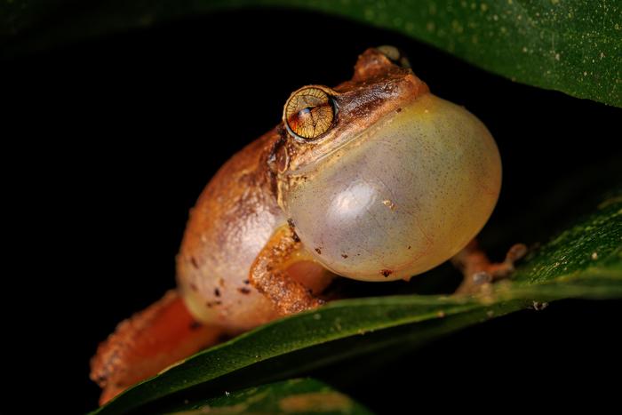 Frog 1