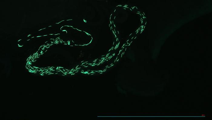 Sperm tagged with green fluorescent protein in the spermathecae