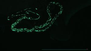 Sperm tagged with green fluorescent protein in the spermathecae