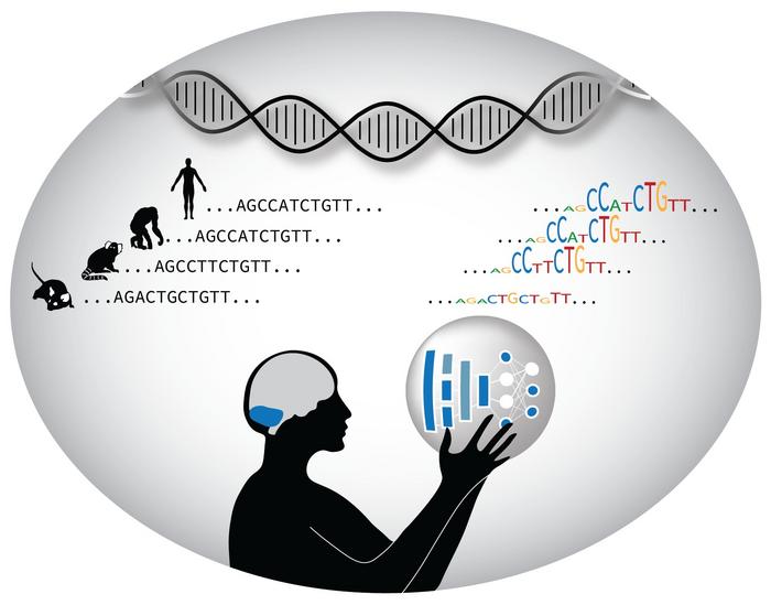 Evolutionary changes in the developing mammalian cerebellum