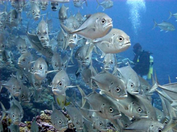 Trevally and Diver
