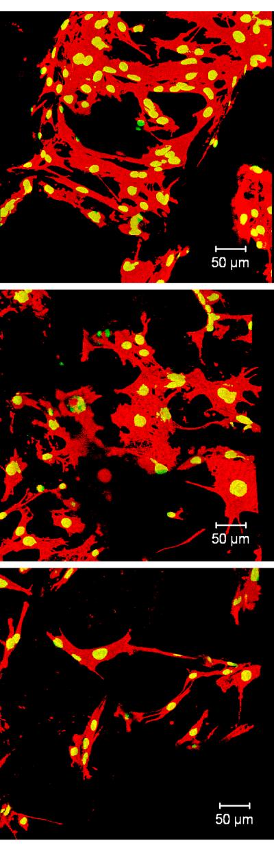 New 3-D Test Method for Biomaterials 'Flat Out' Faster