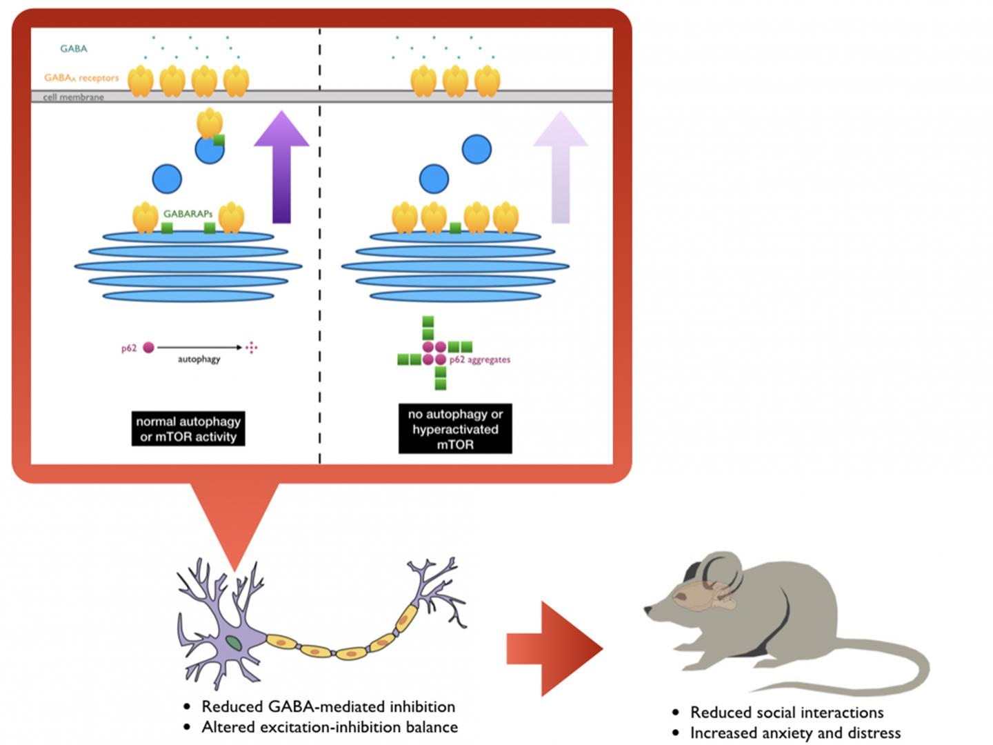 Effective Cleanup Is Needed for Brain Cells to Communicate Properly