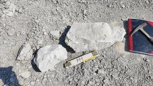 Chunks of rock from the chalk marl pit in Hannover.