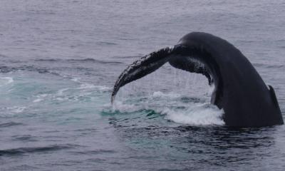 Whales Get Feeding Tips From Their Friends (4 of 5)