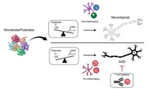 Gut–Immune–Brain Axis in Autism Spectrum Disorder (ASD)