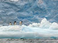 Adelie Penguins