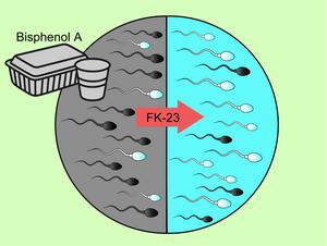 FK-23 increases sperm number and motility