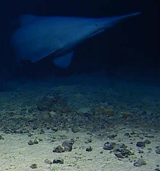 Goblin shark near Tonga Trench