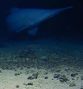 Goblin shark near Tonga Trench