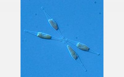 Phaeodactylum Tricornutum