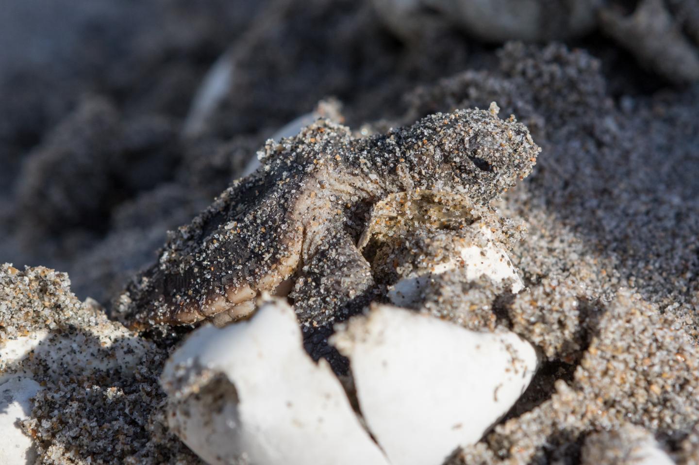 Male Sea Turtles Are Disappearing