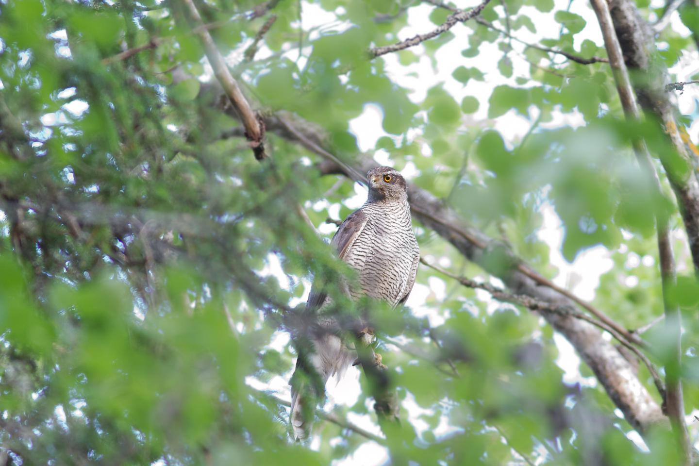 Goshawk Adult