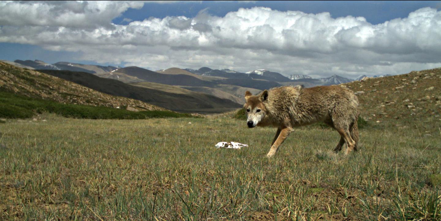 The Himalayan Wolf -- Geraldine Werhahn