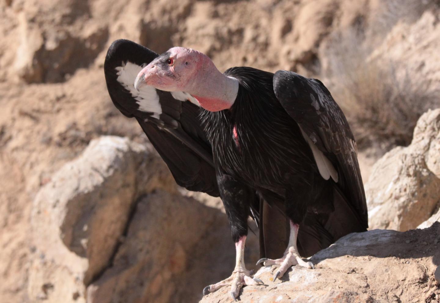 California Condor