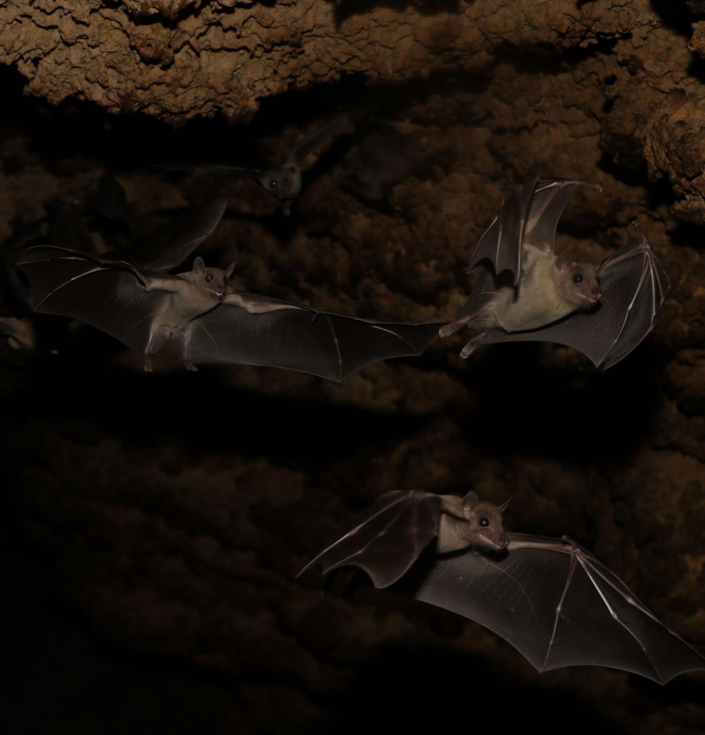 Fruit Bats