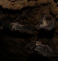 Fruit Bats