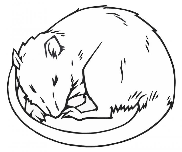 Sleeping Rat