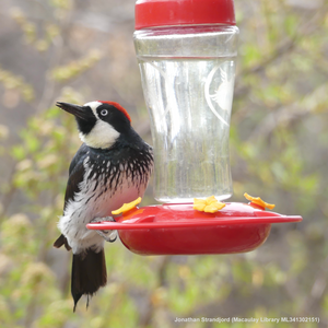 Acorn woodpecker