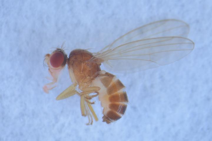 <i>Scaptomyza pallida</i>