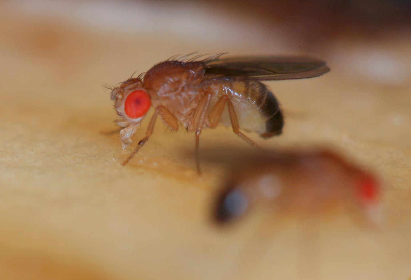Fruit Fly