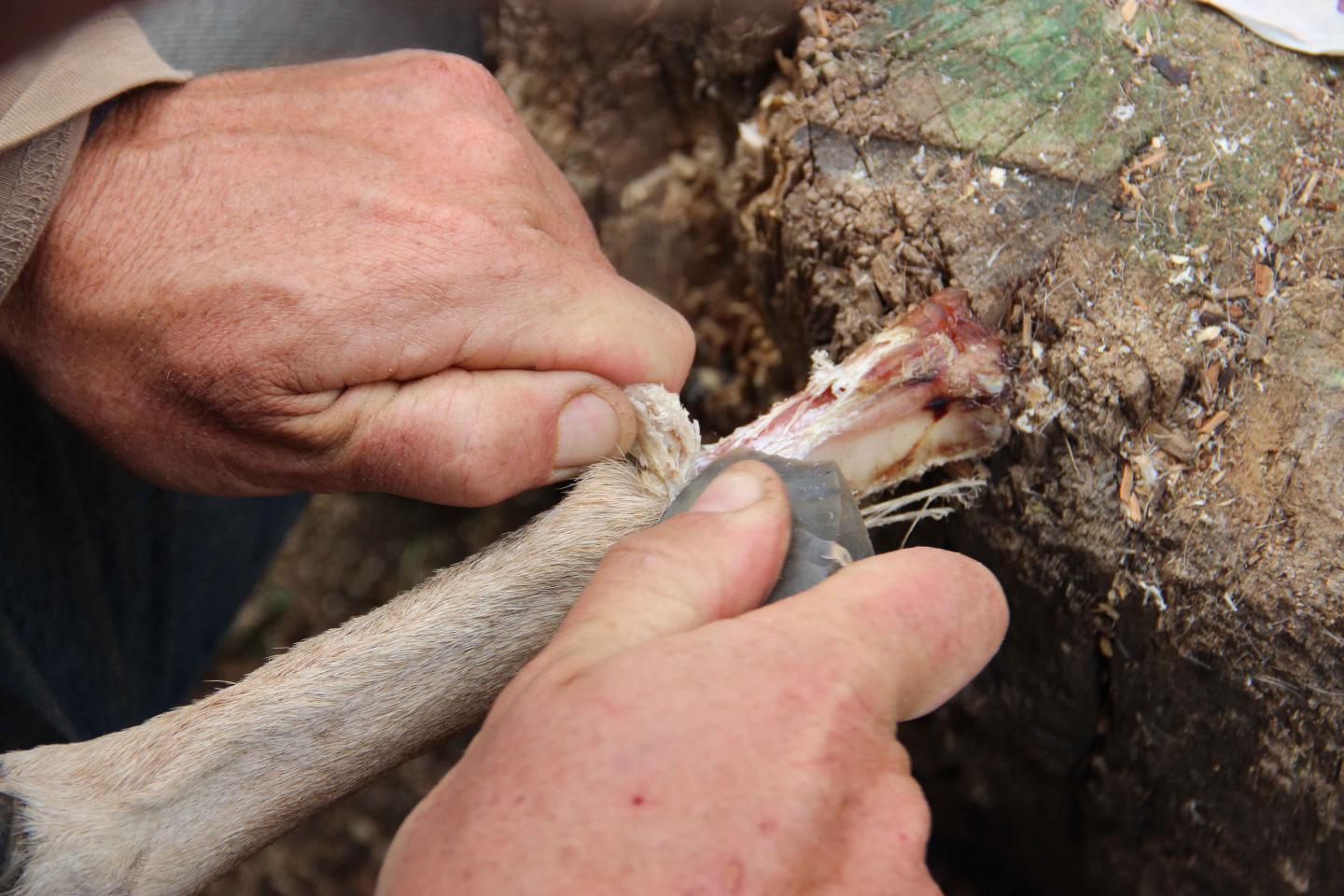 Evidence that Early Humans in Israel Stored Bone Marrow for Future Meals (1 of 2)