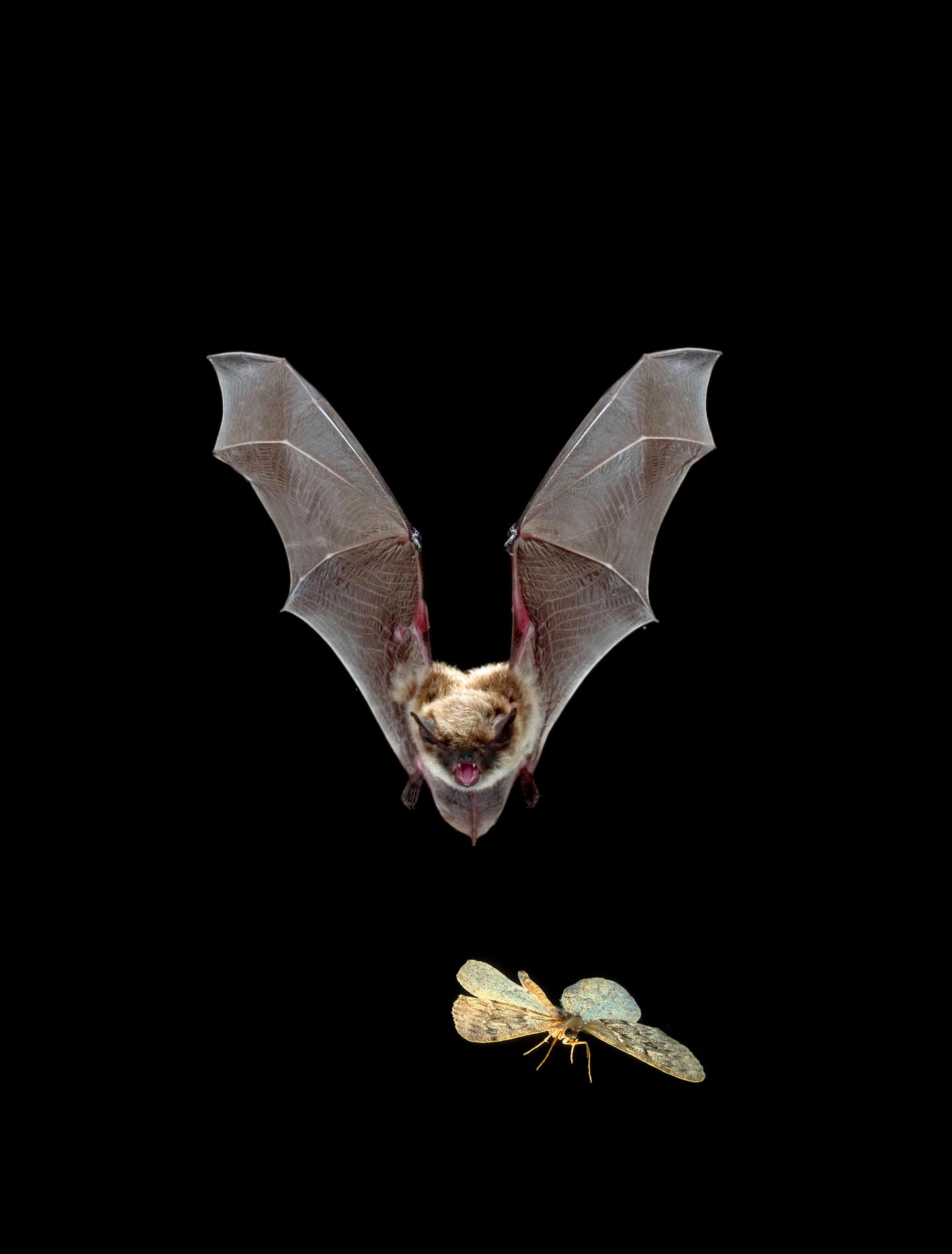 Yuma Myotis Bat Chases Moth