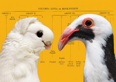 Pigeon Genome Opens Door to the Past (3 of 4)