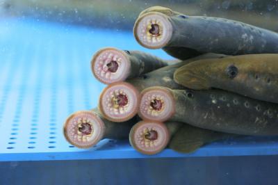 The Lamprey Lethenteron Japonicum