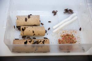 COCKROACHES