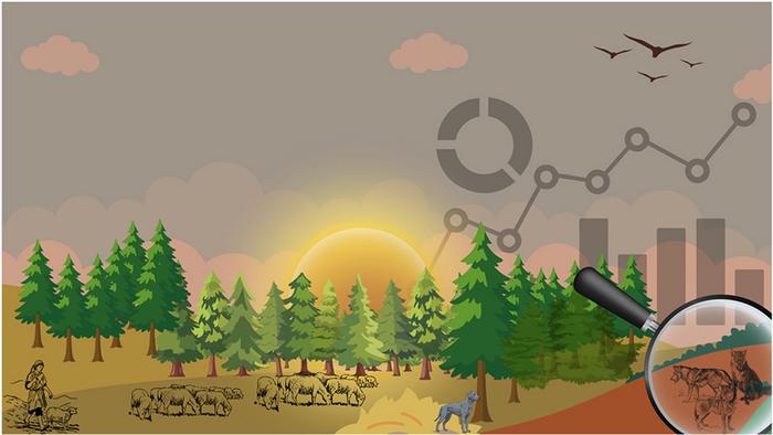 Conceptual illustration of wolf–human conflict and risk factors