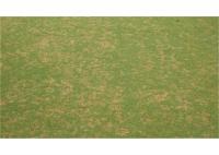 Dollar Spot