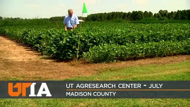 UTIA Dicamba Training 2018