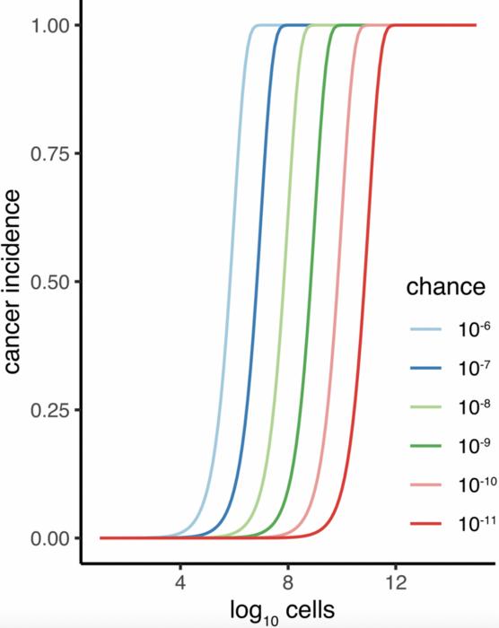 Peto’s paradox’s relevance is off the scale