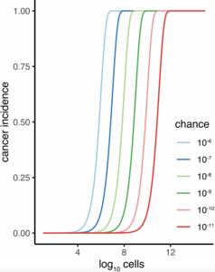 Peto’s paradox’s relevance is off the scale