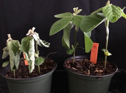 Ascribe Soybeans