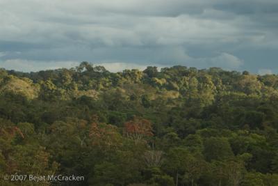Yasuni Rainforest Canopy